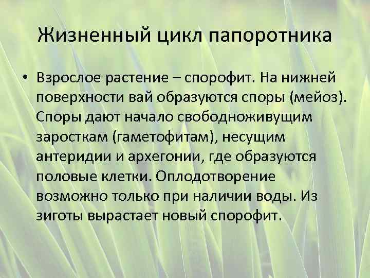 Жизненный цикл папоротника • Взрослое растение – спорофит. На нижней поверхности вай образуются споры