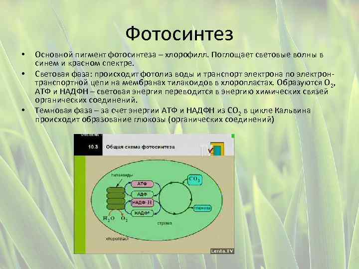 Фотосинтез • • • Основной пигмент фотосинтеза – хлорофилл. Поглощает световые волны в синем
