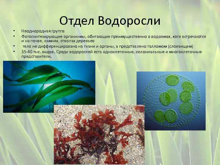В результате чего образуются водоросли. Группы водорослей. Отделы водорослей. Фотосинтезирующие водоросли. Водоросли биология.