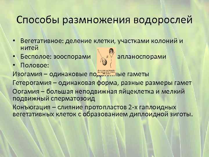 Способы размножения водорослей • Вегетативное: деление клетки, участками колоний и нитей • Бесполое: зооспорами