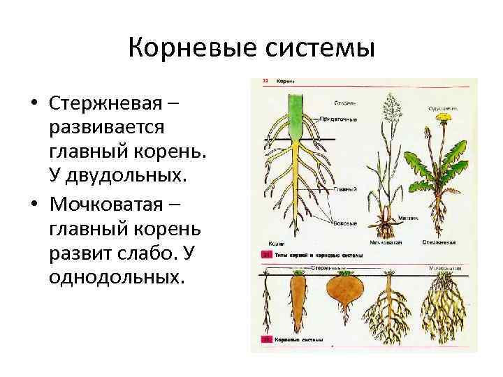 Корни двудольных и однодольных растений