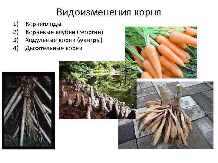 Видоизменения корня 1) 2) 3) 4) Корнеплоды Корневые клубни (георгин) Ходульные корни (мангры) Дыхательные