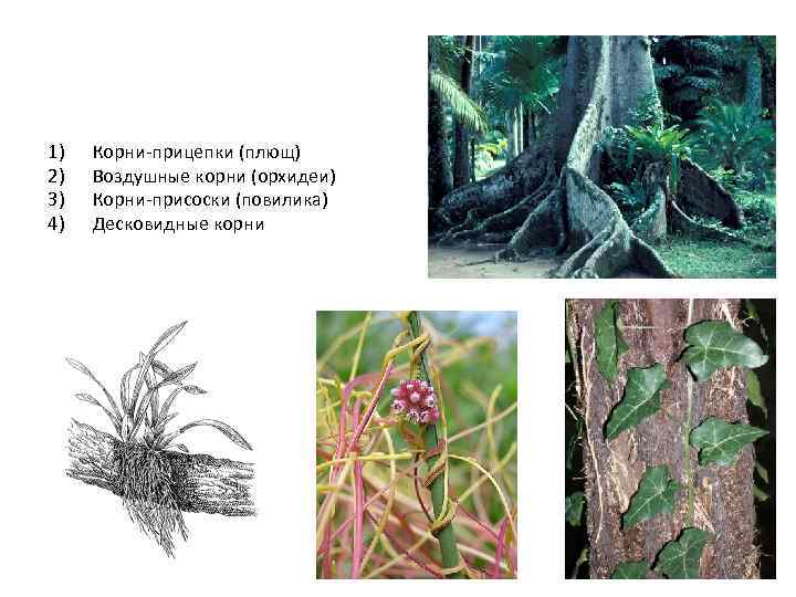 Корни прицепки рисунок