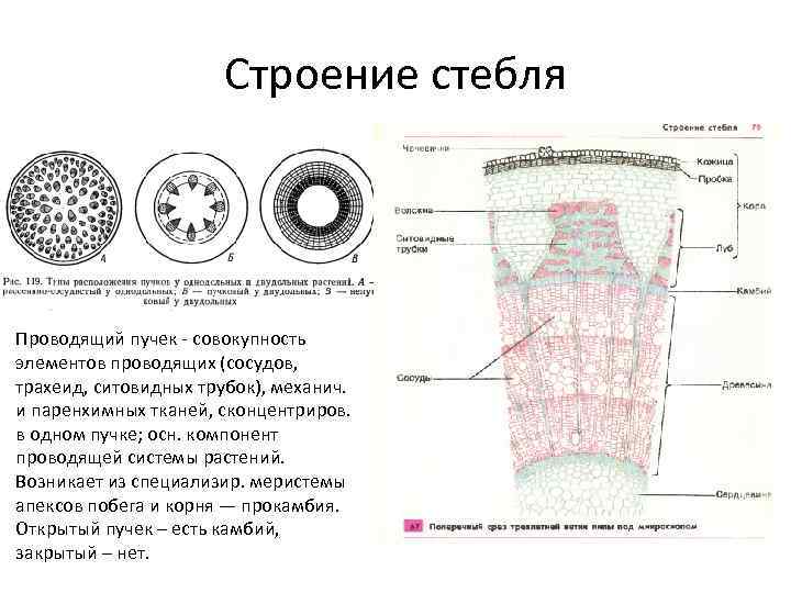 Строение стебля Проводящий пучек - совокупность элементов проводящих (сосудов, трахеид, ситовидных трубок), механич. и