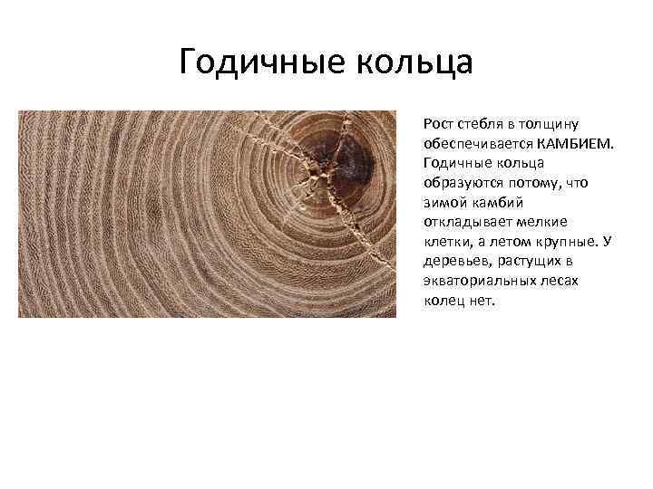 Годичные кольца Рост стебля в толщину обеспечивается КАМБИЕМ. Годичные кольца образуются потому, что зимой