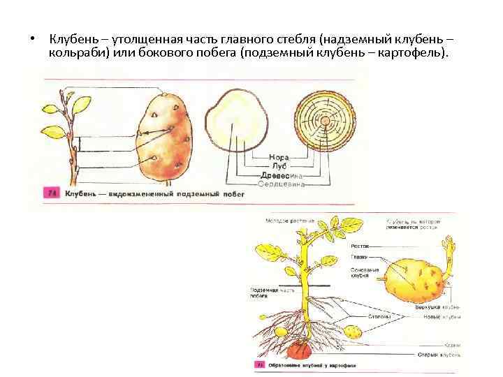 Стебель клубня