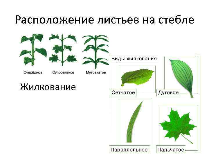 Жилкование листа стебель растения-. Строение листа Тип жилкования. Типы жилкования листьев и листорасположения.
