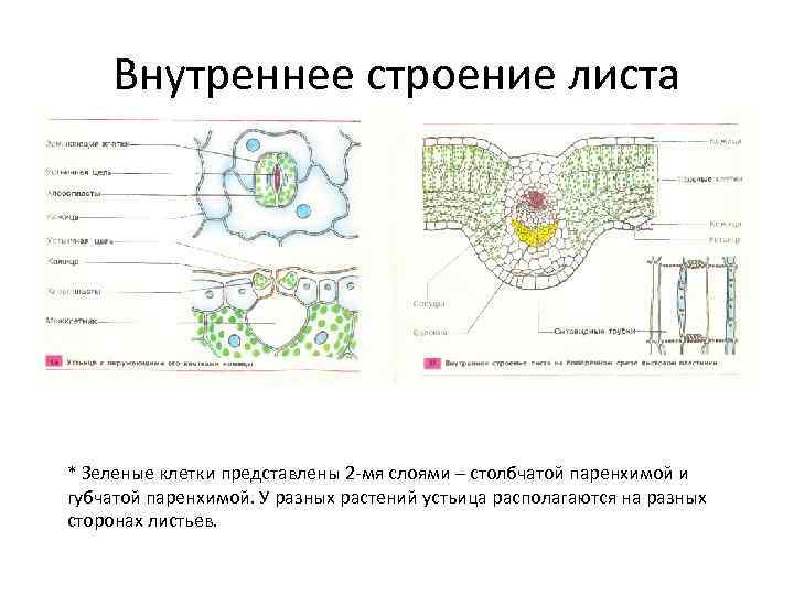 Рисунок внутреннего строения листа