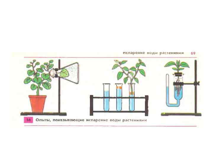 Проделайте опыт доказывающий что листья испаряют воду рисунок 112