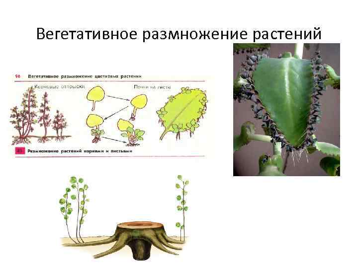 Вегетативное размножение растений 
