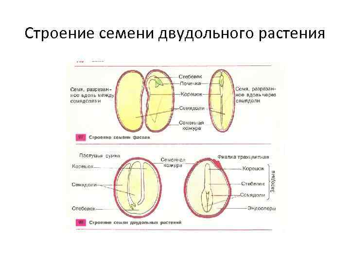 Строение семени класса двудольных. Рис 1 строение семян двудольных растений. Моя лаборатория строение семян двудольных растений. Схема двудольного растения части тела. Строение семян двудольных растений фото.