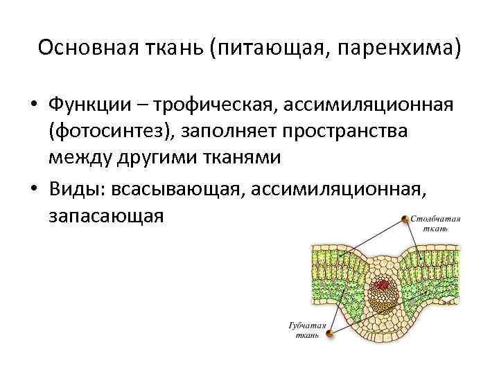 Функции основной ткани. Столбчатая паренхима функции. Основная ткань растений ассимиляционная. Фотосинтезирующая паренхима листа. Функции основной ткани листа растения.