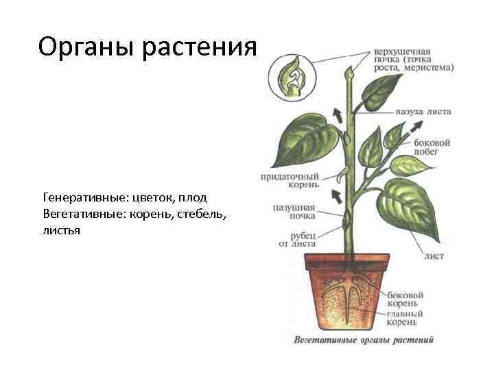 Генеративные органы растений. Вегетативные органы растений. Вегетативные органы картофеля