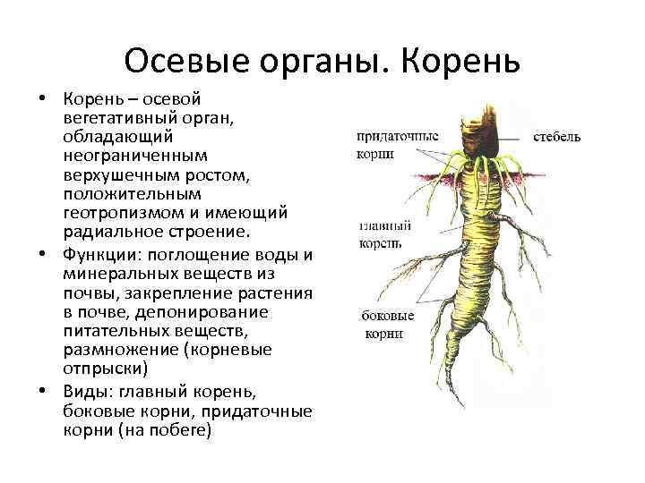 Функция органа корень