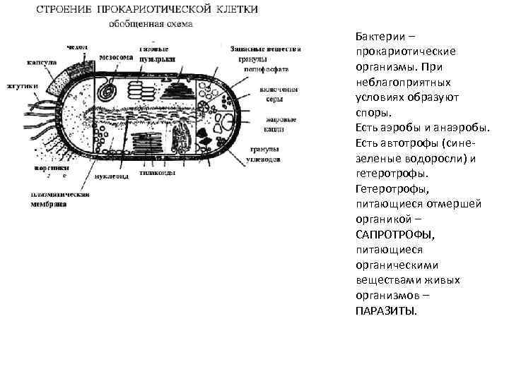 Строение прокариотической клетки. Структура строения прокариотической клетки. Строение прокариотической клетки бактерии. Строение прокариотической клетки кратко. Строение прокариотической клетки краткое.