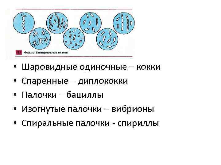  • • • Шаровидные одиночные – кокки Спаренные – диплококки Палочки – бациллы