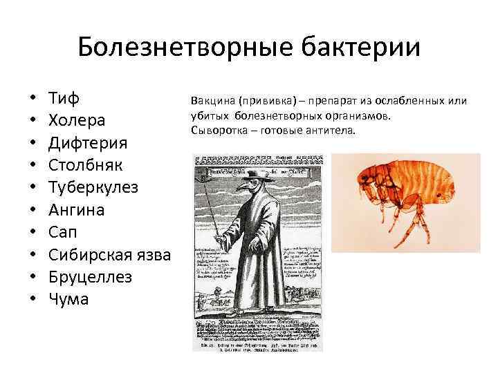 Болезнетворные бактерии • • • Тиф Холера Дифтерия Столбняк Туберкулез Ангина Сап Сибирская язва