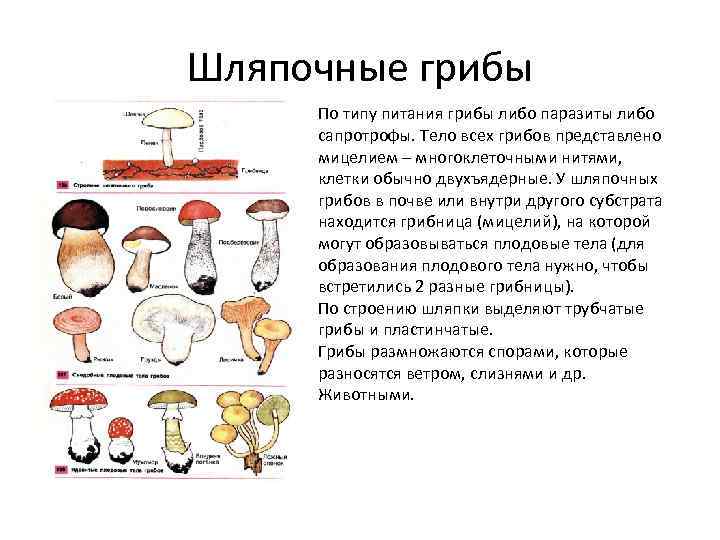 Какой тип питания характерен для шампиньона. Общая характеристика шляпочных грибов. Шляпочные грибы Тип питания. Общая характеристика шляпочных грибов 5 класс. 5 Характеристики шляпочных грибов.