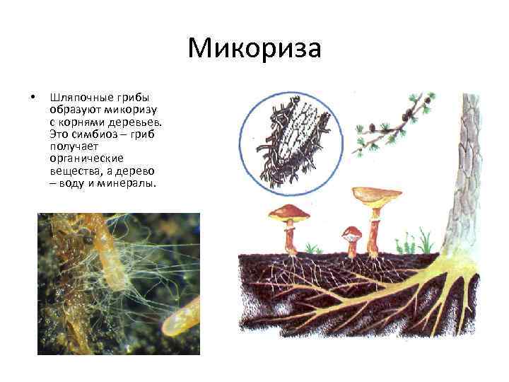 Грибы образуют микоризу с корнями