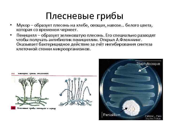 Плесневые грибы • Мукор – образует плесень на хлебе, овощах, навозе… белого цвета, которая