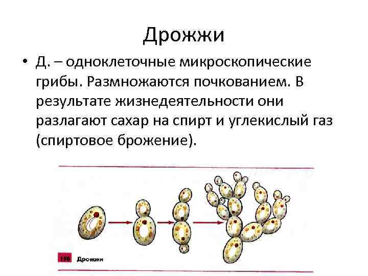 Одноклеточные грибы рисунок