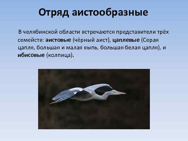 Отряд аистообразные В челябинской области встречаются представители трёх семейств: аистовые (чёрный аист), цаплевые (Серая