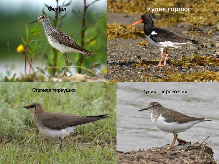 Фифи Степная тиркушка Кулик сорока Кулик - перевозчик 