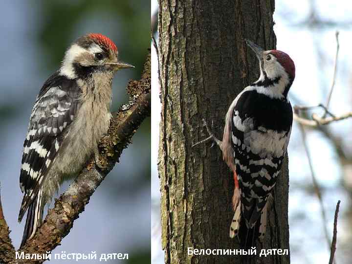 Малый пёстрый дятел Белоспинный дятел 