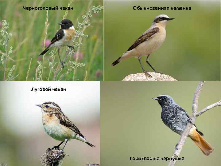Птицы челябинской области фото и название летом