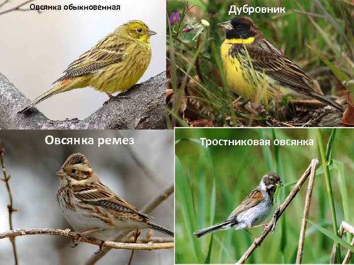 Овсянка ремез птица фото описание