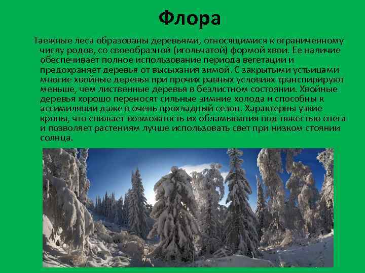 Выберите верные ответы для хвойных лесов характерны. Что образует Таежные леса. Характеристика Флоры тайги.