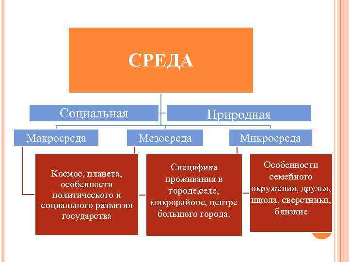 СРЕДА Социальная Макросреда Космос, планета, особенности политического и социального развития государства Природная Мезосреда Специфика