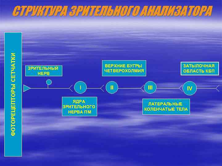 ФОТОРЕЦЕПТОРЫ СЕТЧАТКИ СТРУКТУРА ЗРИТЕЛЬНОГО АНАЛИЗАТОРА ВЕРХНИЕ БУГРЫ ЧЕТВЕРОХОЛМИЯ ЗРИТЕЛЬНЫЙ НЕРВ I ЯДРА ЗРИТЕЛЬНОГО НЕРВА