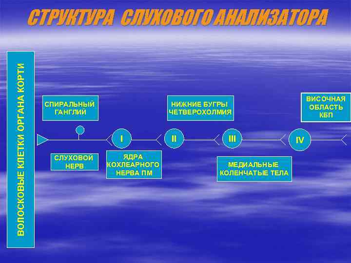 ВОЛОСКОВЫЕ КЛЕТКИ ОРГАНА КОРТИ СТРУКТУРА СЛУХОВОГО АНАЛИЗАТОРА I СЛУХОВОЙ НЕРВ ВИСОЧНАЯ ОБЛАСТЬ КБП НИЖНИЕ