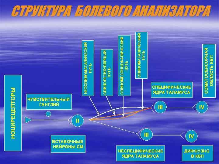 СПЕЦИФИЧЕСКИЕ ЯДРА ТАЛАМУСА ЧУВСТВИТЕЛЬНЫЙ ГАНГЛИЙ III СОМАТОСЕНСОРНАЯ ОБЛАСТЬ КБП СПИНОМАТАЛИЧЕСКИЙ ПУТЬ СПИНОМЕЗЭНЦЕФАЛИЧЕСКИЙ ПУТЬ СПИНОРЕТИКУЛЯРНЫЙ