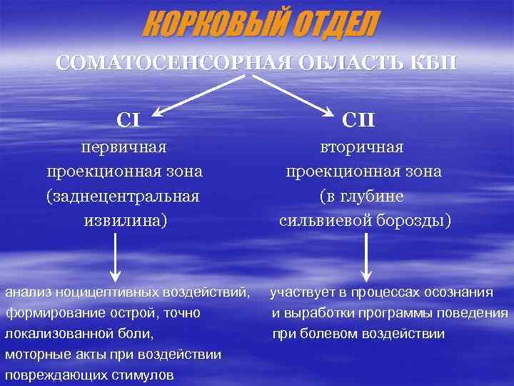 КОРКОВЫЙ ОТДЕЛ СОМАТОСЕНСОРНАЯ ОБЛАСТЬ КБП СI первичная проекционная зона (заднецентральная извилина) С II вторичная