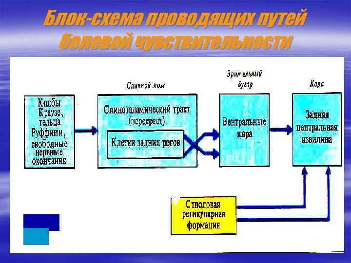 Блок-схема проводящих путей болевой чувствительности 