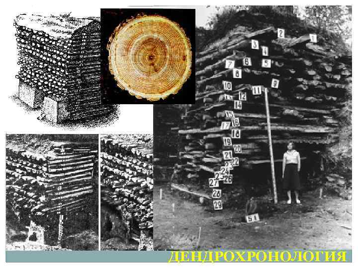 ДЕНДРОХРОНОЛОГИЯ 