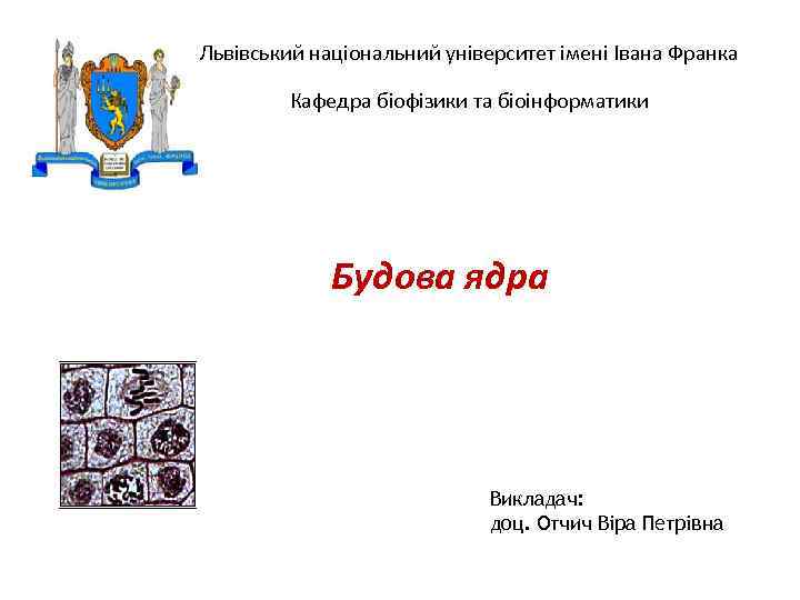 Львівський національний університет імені Івана Франка Кафедра біофізики та біоінформатики Будова ядра Викладач: доц.