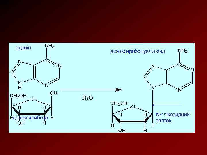 аденін дезоксирибоза дезоксирибонуклеозид N-глікозидний звязок 