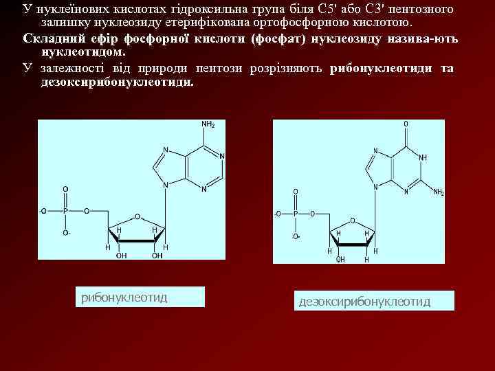 У нуклеїнових кислотах гідроксильна група біля С 5' або С 3' пентозного залишку нуклеозиду