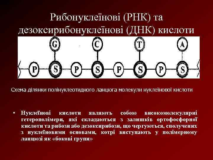 Рибонуклеїнові (РНК) та дезоксирибонуклеїнові (ДНК) кислоти Схема ділянки полінуклеотидного ланцюга молекули нуклеїнової кислоти •