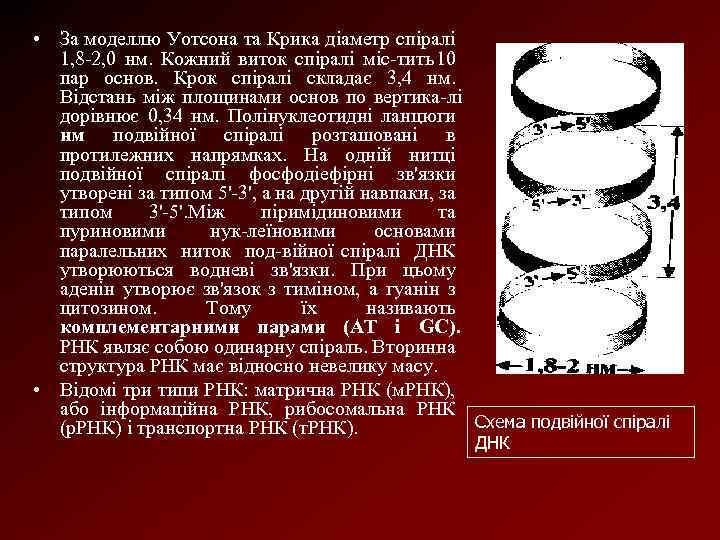  • За моделлю Уотсона та Крика діаметр спіралі 1, 8 2, 0 нм.