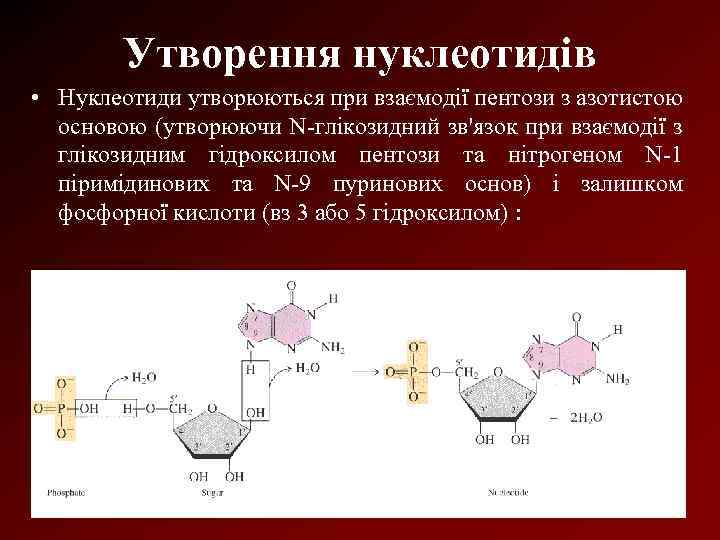 Утворення нуклеотидів • Нуклеотиди утворюються при взаємодії пентози з азотистою основою (утворюючи N глікозидний