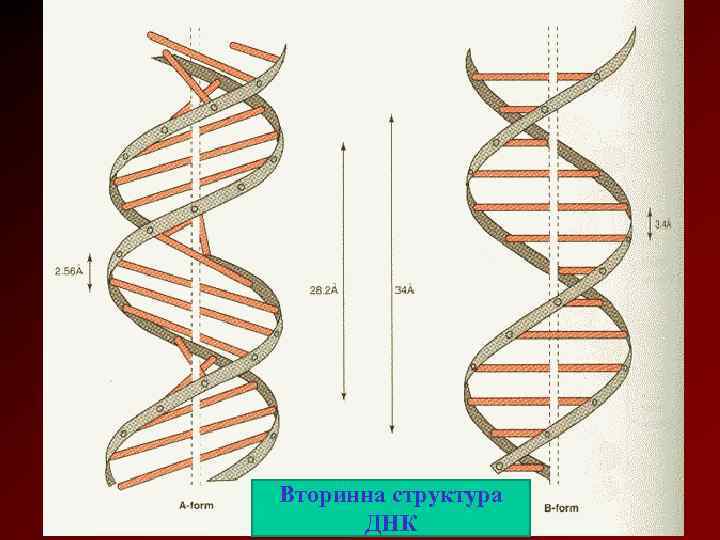 Вторинна структура ДНК 