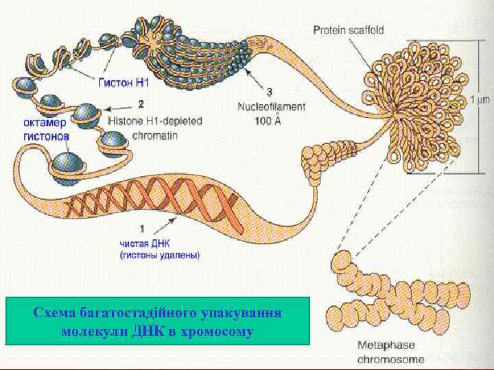 Схема багатостадійного упакування молекули ДНК в хромосому 