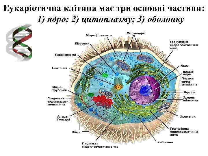 Еукаріотична клітина має три основні частини: 1) ядро; 2) цитоплазму; 3) оболонку 