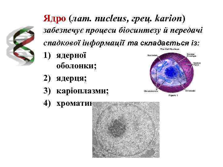 Ядро (лат. nucleus, грец. karion) забезпечує процеси біосинтезу й передачі спадкової інформації та складається