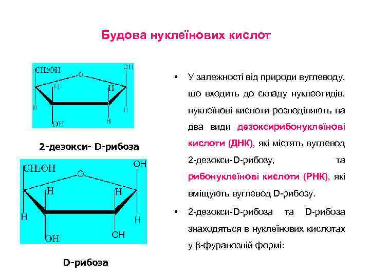 Будова нуклеїнових кислот • У залежності від природи вуглеводу, що входить до складу нуклеотидів,