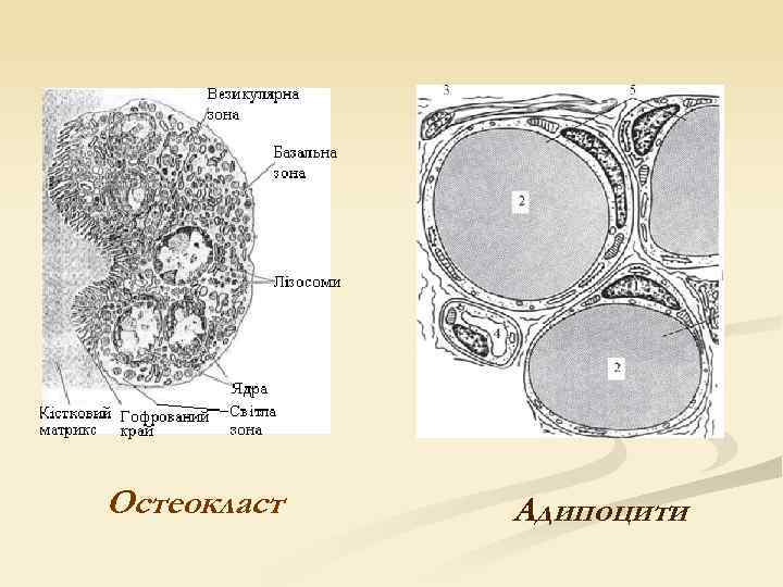 Остеокласт Адипоцити 